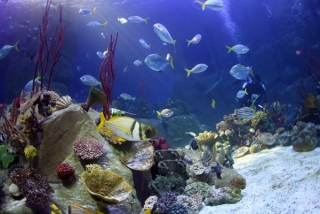  水族馆 